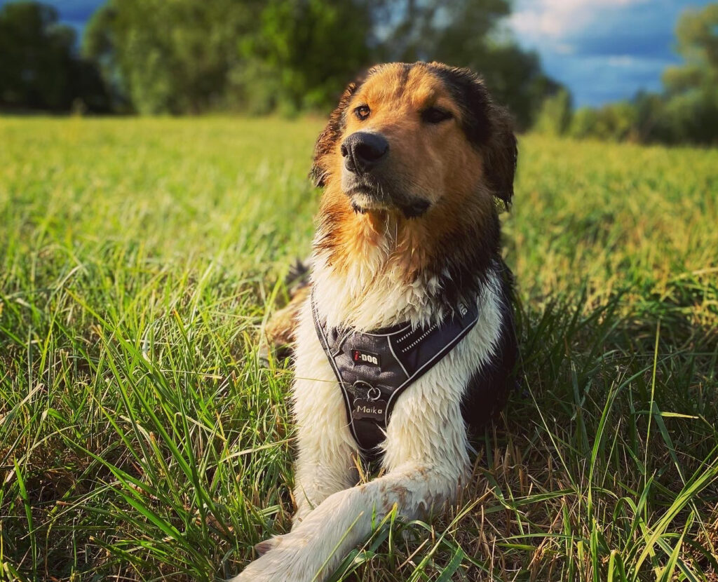 Chien en balade dans un champs