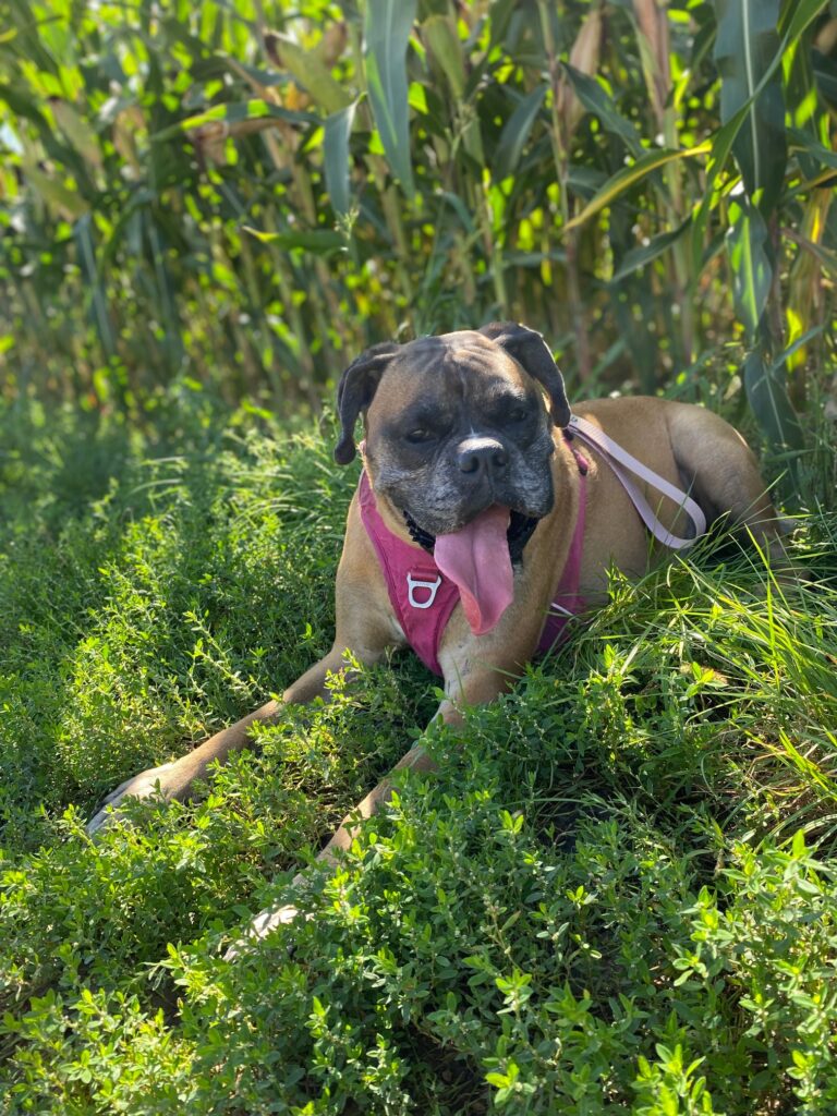 Chien Boxer en balade lors d'une visite à domicile avec balade en extérieur