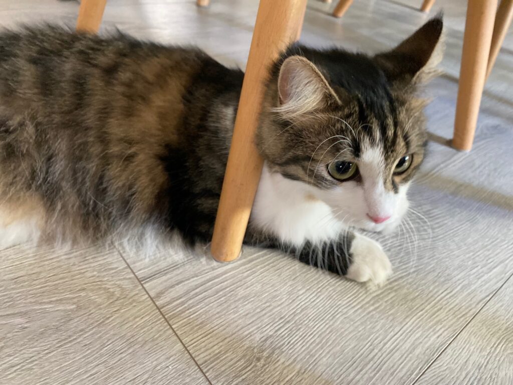 Chat en visite à domicile avec la colo de Lolo