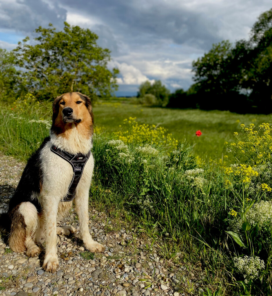 Chien en balade