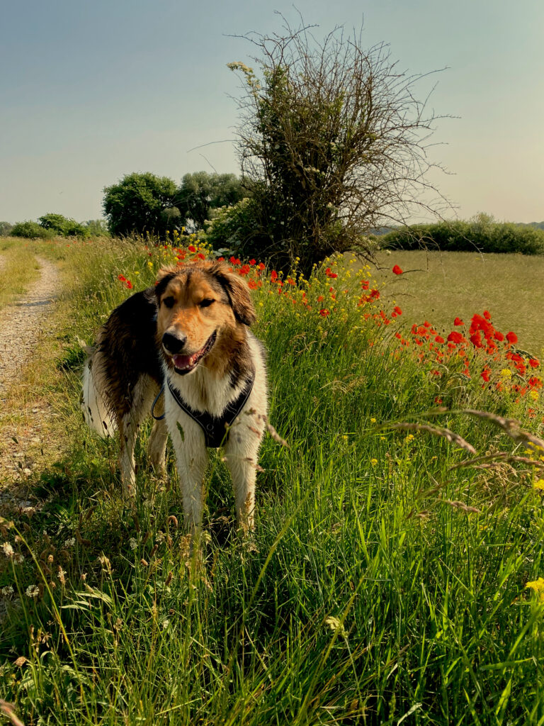 Chien en balade dans un champs de fleur