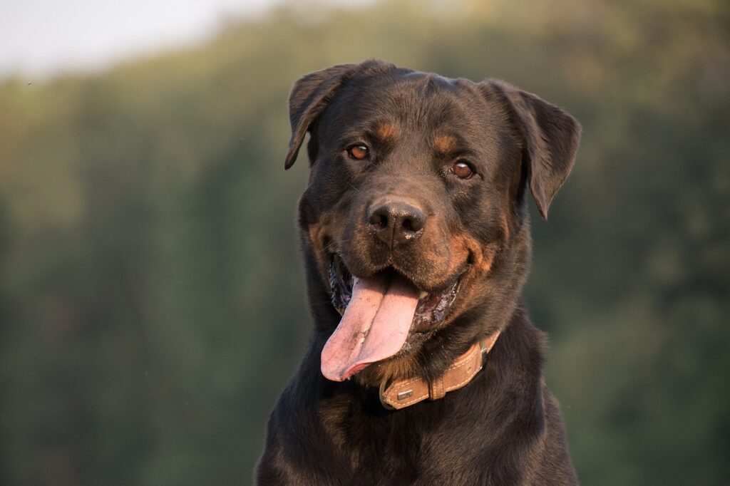 Rottweiller chien de catégorie 2, attestation d'aptitude chien de 1ère et 2ème catégorie Petsitter qualifiée pour s'occuper des chiens catégorisés