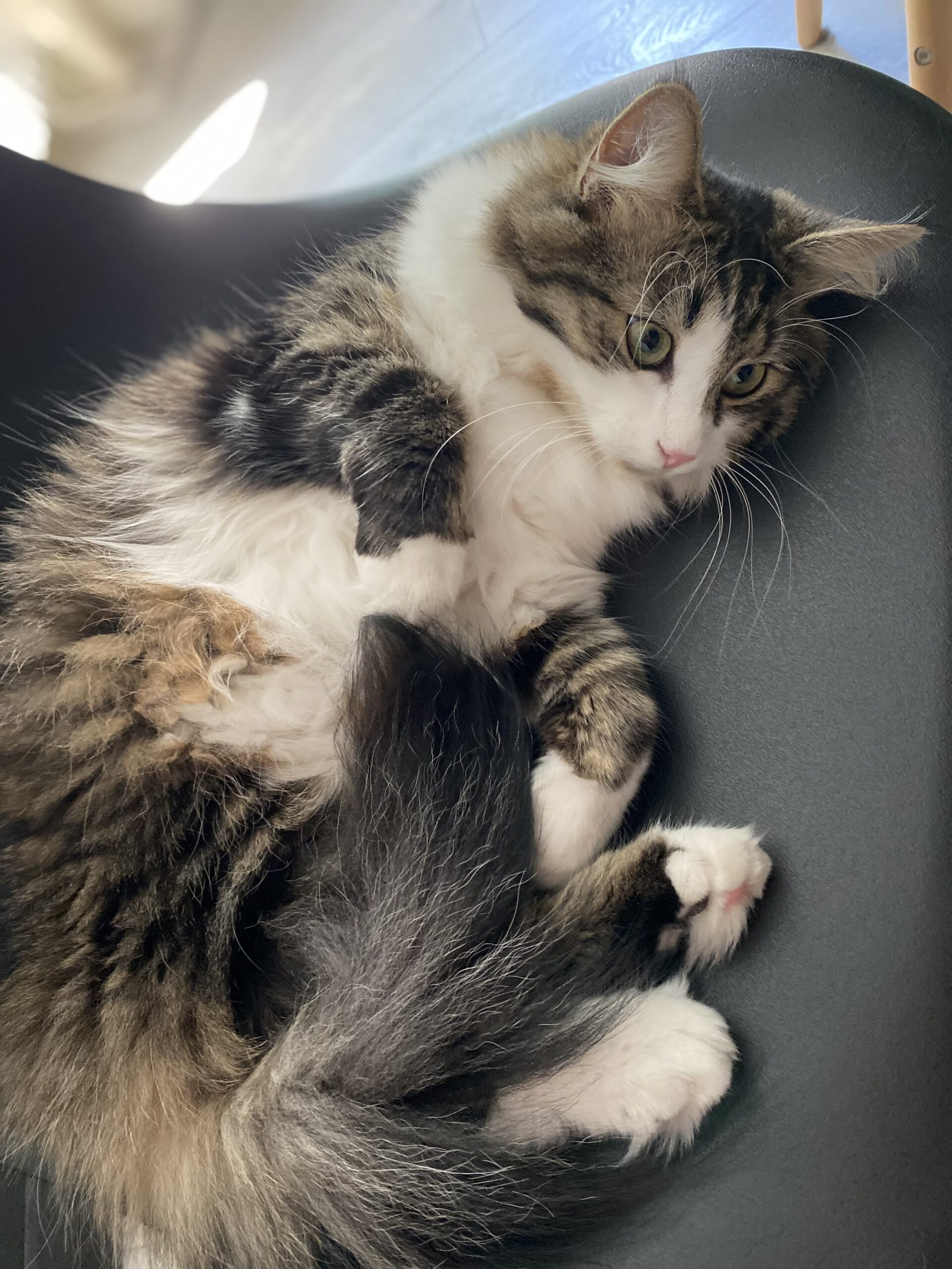 Chat en visite à domicile qui profote de calins